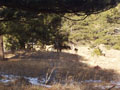 daddy deer staring at me.jpg